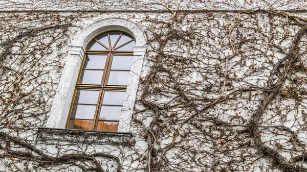 Endless branches of dry vines are beautifully intertwined and border the window in the wall of an old Prague monastery.