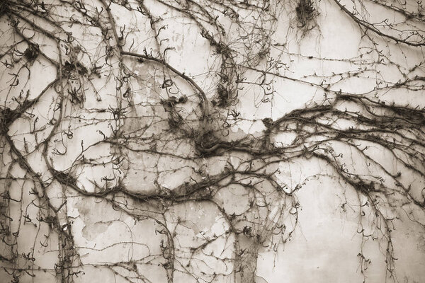 На стене старого Пражского монастыря можно увидеть красиво переплетенные виноградные побеги, сухие виноградные листья и сушеные ягоды
.