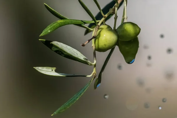 The olive tree during the morning watering groves on the East coast of the island of Crete.