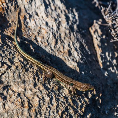 Küçük yeşil bir kertenkele, batan güneşin ışınlarında büyük bir taşın üzerinde güneşleniyor..