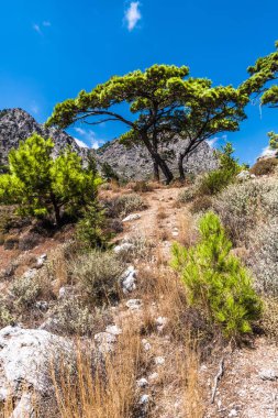 Girit adasının orta kesimindeki bir dağ vadisinde çam ağaçlarıyla kaplı dik bir yamaç.