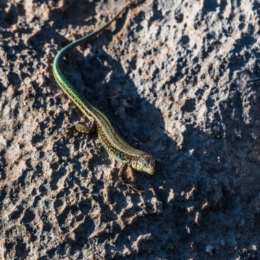 Küçük yeşil bir kertenkele, batan güneşin ışınlarında büyük bir taşın üzerinde güneşleniyor..