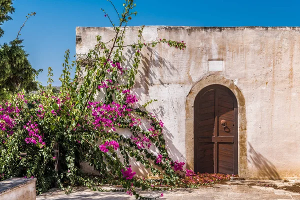 Ένας Μεγάλος Μπους Κόκκινα Λουλούδια Στην Ξύλινη Πόρτα Του Παλιού — Φωτογραφία Αρχείου