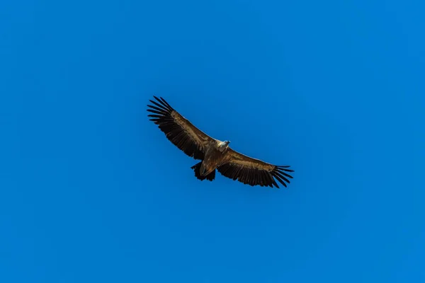 Большая Хищная Птица Летела Охоту Над Плато Используя Воздушные Потоки — стоковое фото