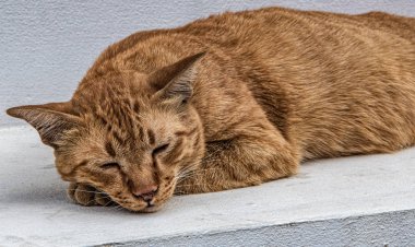 Bangkok 'un merkezindeki Budist tapınağının merdivenlerindeki kırmızı kedi.