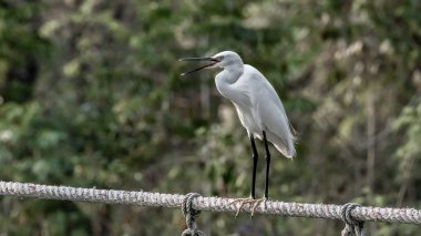 A great white Heron rests on the railing of a rope bridge in the jungle of Kanchanaburi province in Western Thailand