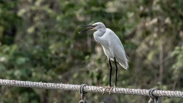 Great White Heron Rests Railing Rope Bridge Jungle Kanchanaburi Province — 스톡 사진