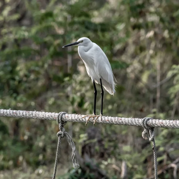 Great White Heron Rests Railing Rope Bridge Jungle Kanchanaburi Province — 스톡 사진