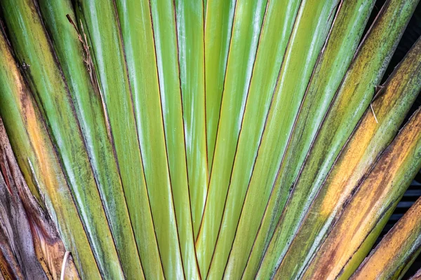 Leaf of a tropical palm tree in the form of a green fan in a Thai garden.