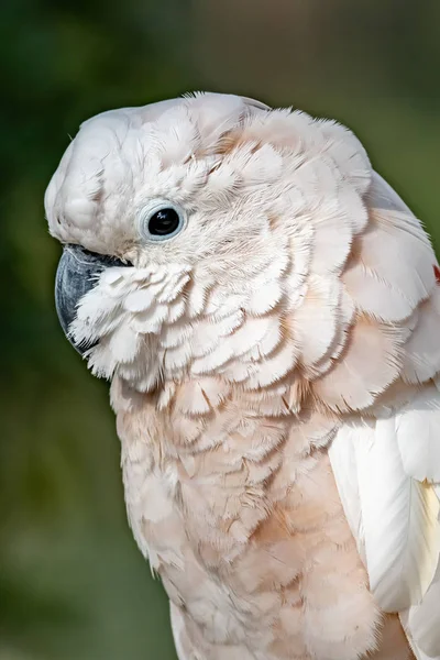 Великий Папуга Тропічному Зоопарку Провінції Канчанабурі Західний Таїланд — стокове фото