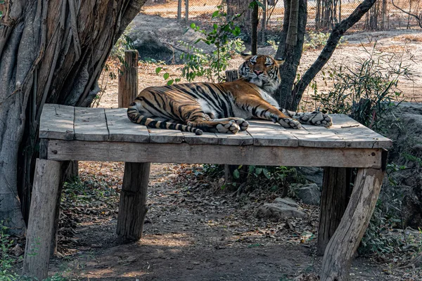 Gran Tigre Asiático Descansa Sombra Gran Árbol Medio Selva — Foto de Stock