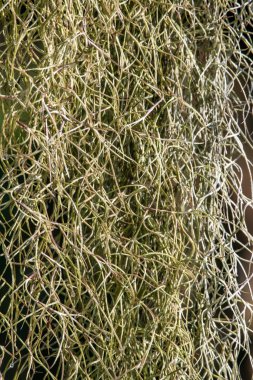 Phuket adasının kıyısındaki bir ağaç dalından sarkan kıvırcık bir tropik bitki.