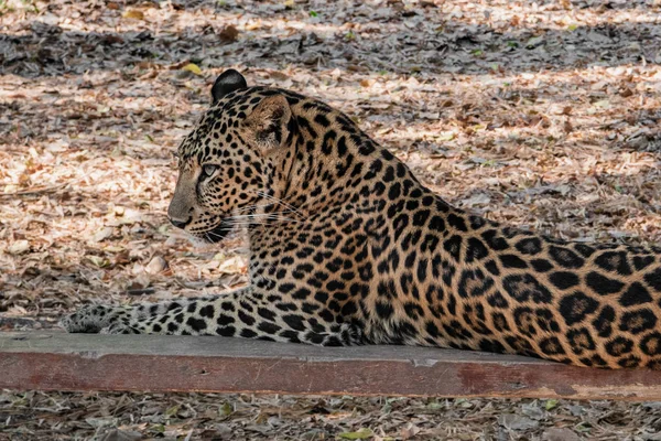 Leopardo Descansa Sombra Uma Grande Árvore Nas Selvas Província Kanchanaburi — Fotografia de Stock