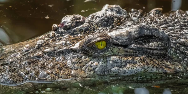 Mandíbulas Grande Crocodilo Descansando Sombra Uma Árvore Tropical Meio Selva — Fotografia de Stock