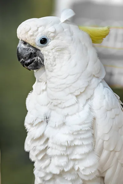 Duża Papuga Zwierząt Domowych Tropikalnym Zoo Prowincji Kanchanaburi Zachodniej Tajlandii — Zdjęcie stockowe