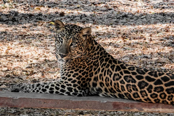 Leopardo Descansa Sombra Uma Grande Árvore Nas Selvas Província Kanchanaburi — Fotografia de Stock