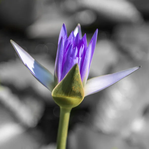 Purple Lily Ένα Σκιερό Ταϊλανδικό Κήπο Στους Τοίχους Ενός Αρχαίου — Φωτογραφία Αρχείου
