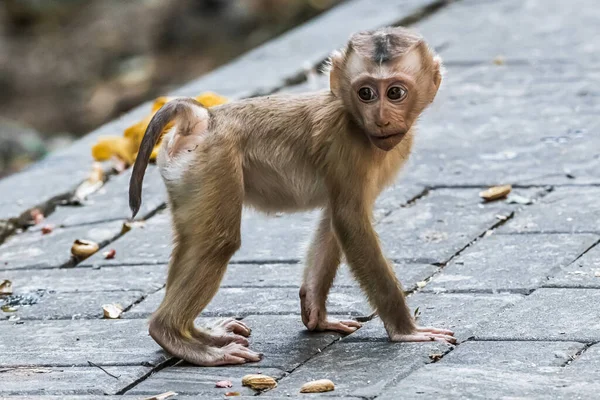 Phuket Adası 'ndaki ulusal parkın kaldırımında yürüyen küçük bir maymun. .