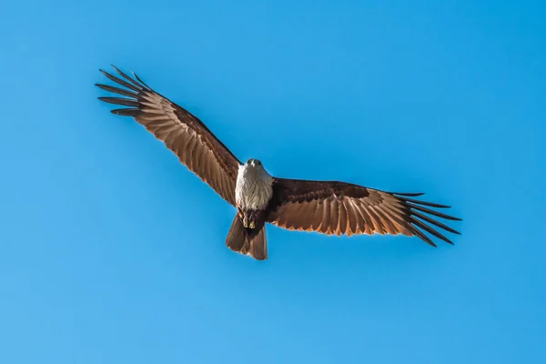 Grande Papagaio Paira Sobre Águas Mar Andamão Busca Presas — Fotografia de Stock