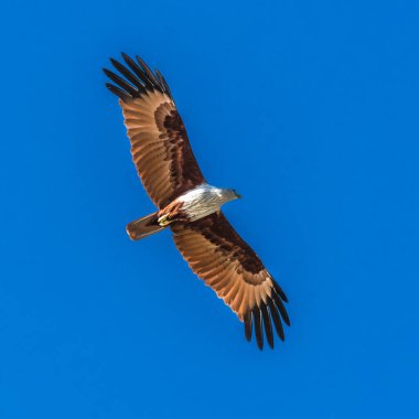 Büyük bir uçurtma Andaman Denizi 'nin sularında av aramak için süzülür..