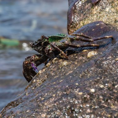 Yeşil bir deniz yengeci büyük bir kayaya tırmandı ve Andaman Denizi 'ndeki küçük bir adanın yakınında gün ortası güneşinin tadını çıkarıyor..