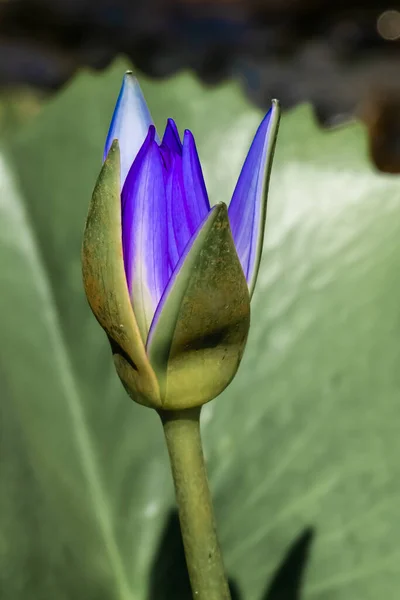 Purple Lily Een Schaduwrijke Thaise Tuin Aan Muren Van Een — Stockfoto