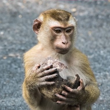 Tayland ormanında patilerinde eski bir hindistan cevizi kabuğu olan küçük bir maymun..