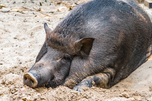 A large black pig basks in the midday sun in a pile of sand.