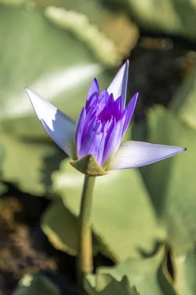 Purple Lily Een Schaduwrijke Thaise Tuin Aan Muren Van Een — Stockfoto
