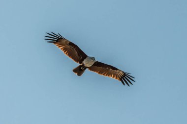 Büyük bir uçurtma Andaman Denizi 'nin sularında av aramak için süzülür..