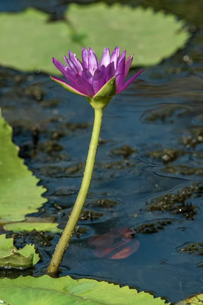 Purple Lily Een Schaduwrijke Thaise Tuin Vlakbij Muren Van Een — Stockfoto