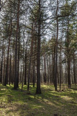 Bahar çam ormanında parlak güneşin uzun gölgeleri