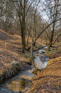 Bahar ormanının kıyısındaki bir vadide küçük bir dere.