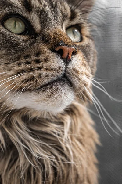 Muzzle Large Domestic Cat Maine Coon Breed Close — Stock Photo, Image