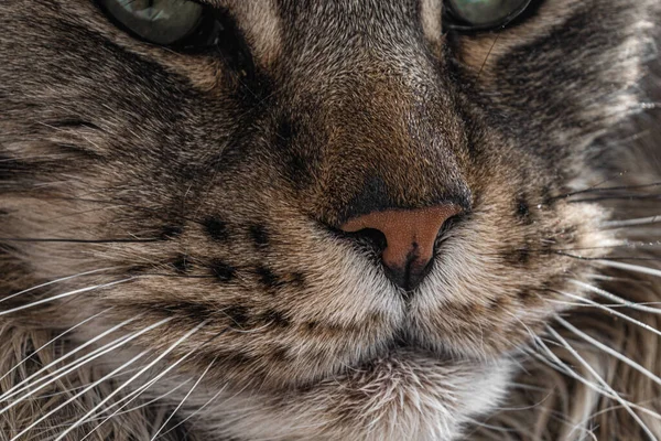 Muzzle Large Domestic Cat Maine Coon Breed Close — Stock Photo, Image