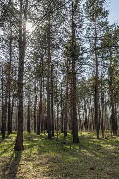 Long shadows from the bright sun in the spring pine forest