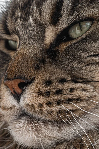 メインコーンの大規模な国内猫の銃口が近くに繁殖 — ストック写真