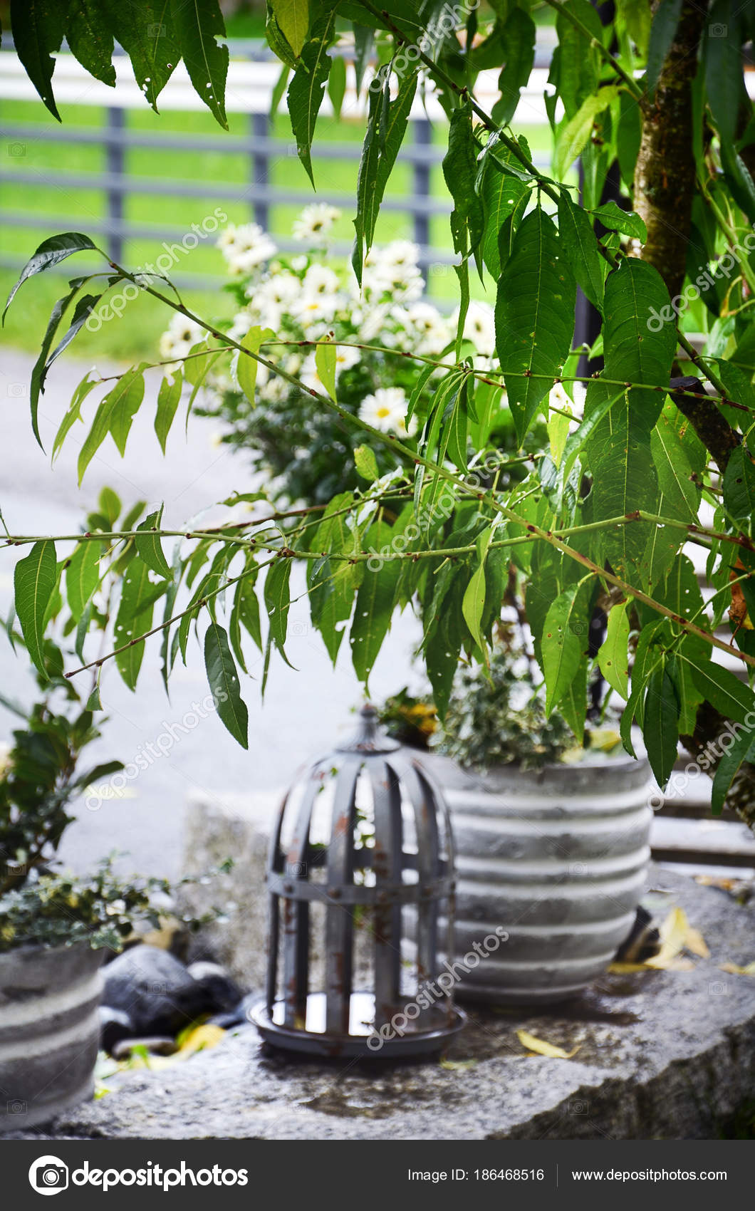 Accordo con piante verdi e bianche di pietra del giardino — foto ... Giardini con pietre bianche