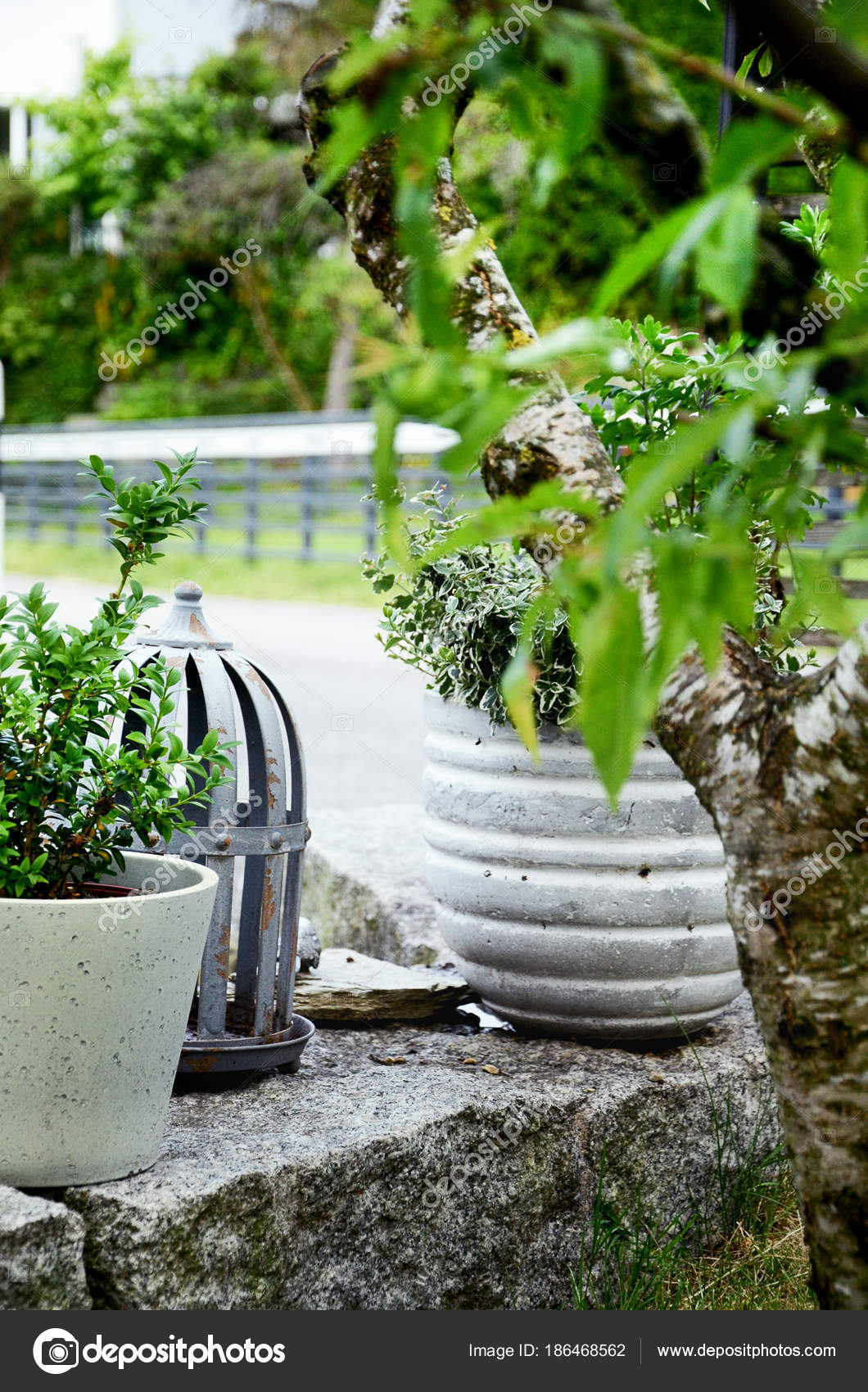 Accordo con piante verdi e bianche di pietra del giardino — foto ... Giardini con pietre bianche