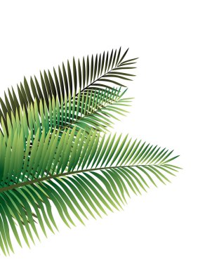 Tropikal palmiye yaprakları, orman yaprak sorunsuz vektör çiçek desenli arka plan