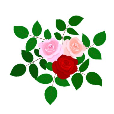 Beyaz arkaplanda izole gül çiçekleri. 