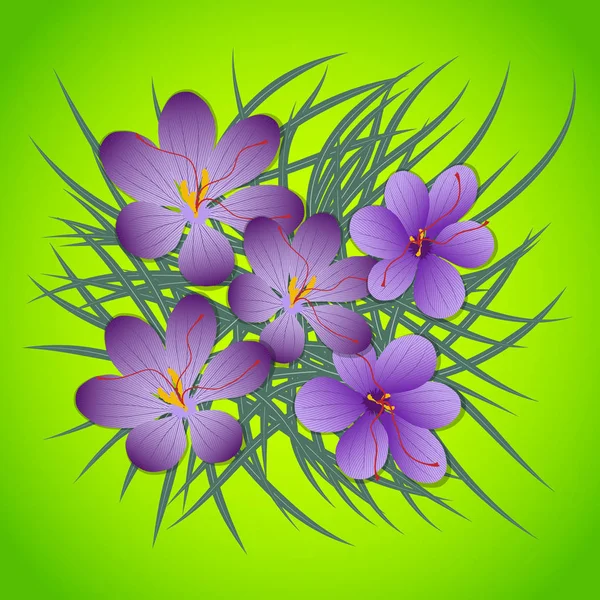 Шафран, Crocus sativus фиолетовые цветы. Векторная иллюстрация — стоковый вектор