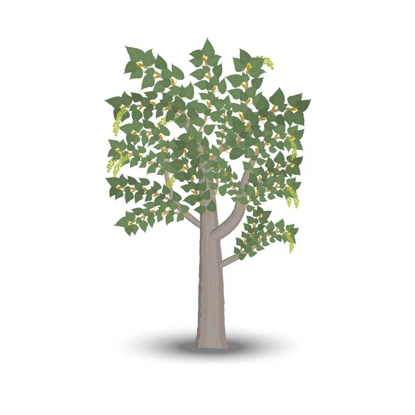 Poplar tree isolated on white background. Vector illustration. — Stock Vector