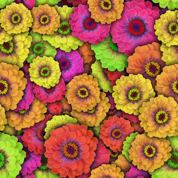 Sfondo colorato con fiore Zinnia. Modello senza cuciture . — Foto Stock