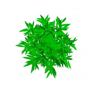 Bambu ağacı. Beyaz arka plan üzerinde izole. Üstten Görünüm.