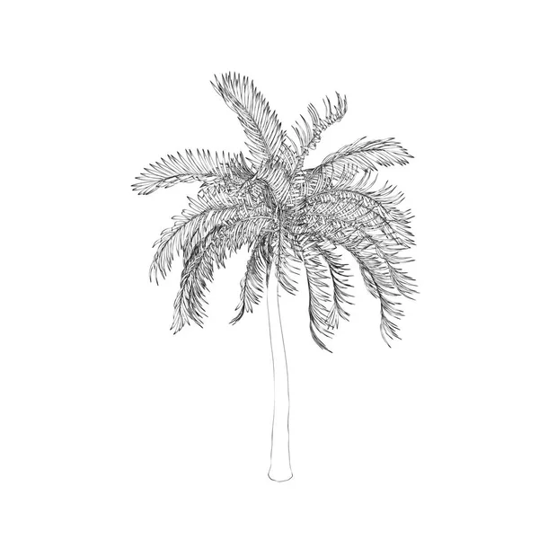 Palm fa. Elszigetelt fehér background. Vektor szerkezeti Illustra-hoz — Stock Vector