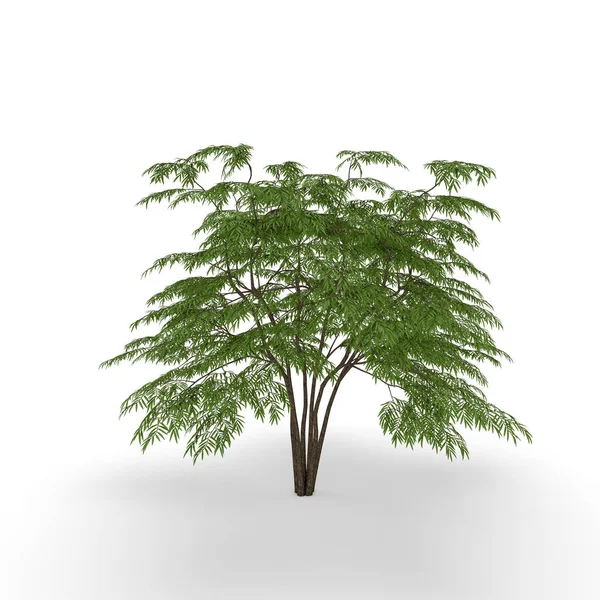 Árbol de Aralia. Aislado sobre fondo blanco. Visualización 3D illustra —  Fotos de Stock