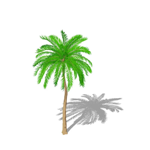 Palm tree. Isolated on white background.  Cartoon style. — Stock Photo, Image