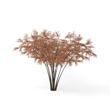 Barberri ağacı. Beyaz arka plan üzerinde izole. 3D render illust