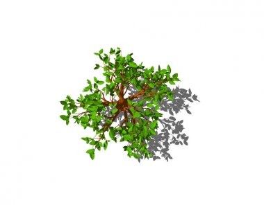 Soyut ağaç. Beyaz arka plan üzerinde izole. Üstten Görünüm.